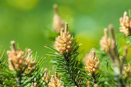 柔荑花序春天开花图片
