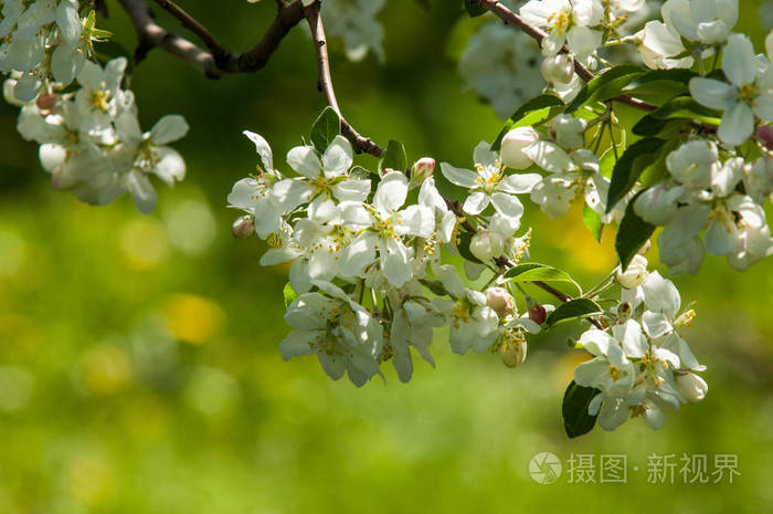 浪漫典雅的复古插图,叶子和苹果树的花朵