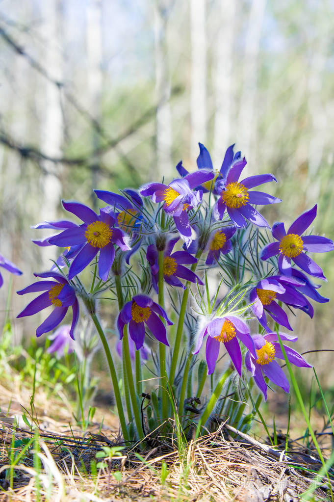 春天的风景在野外生长的花春花脉冲藻常见的名称包括帕斯克花或帕斯克