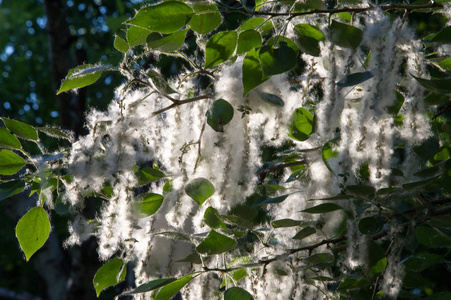 杨树的绒毛不应归咎于过敏,夏天从杨树的绒毛开始. 神奇的白杨鼢.