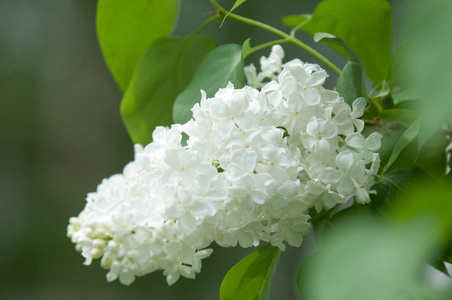 白色紫丁香花背景白色紫丁香宏观春季花注射器庸俗.照片