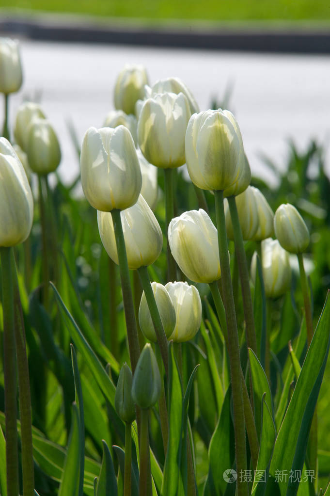 一张花的照片美丽的白色郁金香花坛特写花的背景夏季园林景观设计