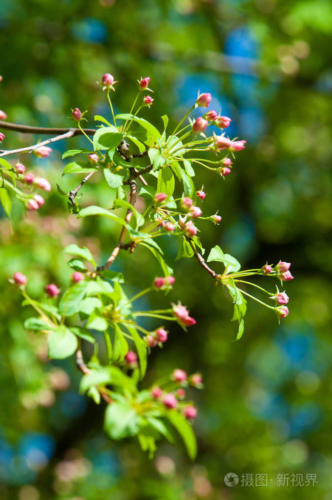清新的樱花边界,绿色柔和的焦点背景,春天的时间,大自然