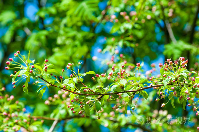美丽的春天盛开的树,温柔的白色的花朵,清新的樱花边界,绿色柔和的