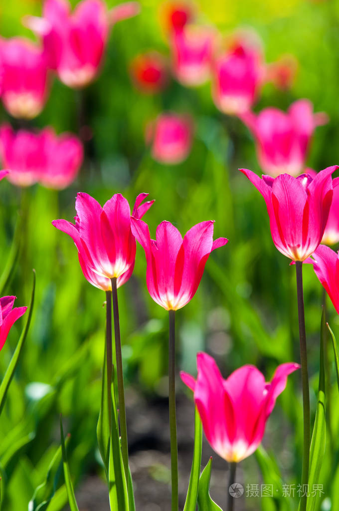 郁金香在春天的五颜六色的花一家人的球状植物百合科花大形状像帽子