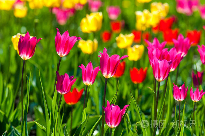 一家人的球状植物. 百合科,花大,形状像帽子.