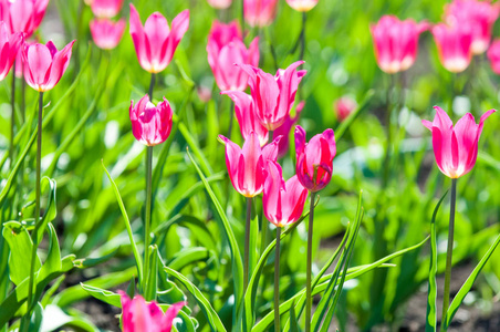 一家人的球状植物. 百合科,花大,形状像帽子.照片
