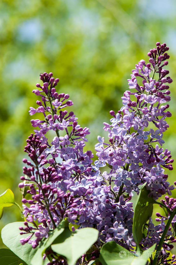 美丽的新鲜紫色紫罗兰花. 合上紫色的花. 春花紫丁香的一枝.