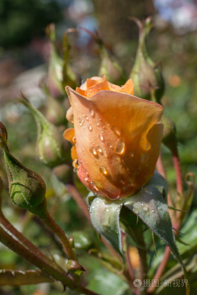在花园的背景下绽放出美丽多彩的玫瑰花蕾