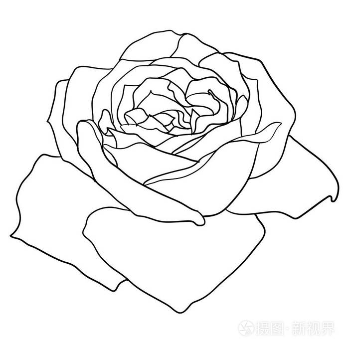 美丽的单色素描, 黑白玫瑰花分离插画-正版商用图片1sbboq-摄图新视界