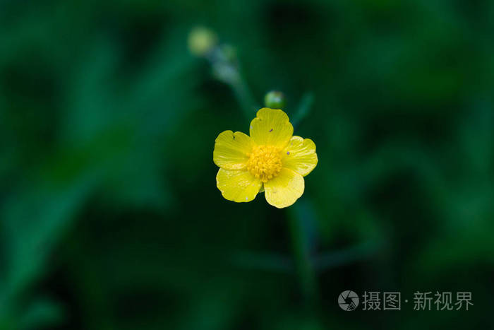 一朵黄色的野花在绿色的大地上盛开。