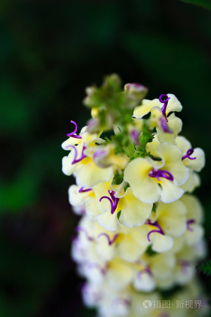 高山植物黄枝盛开