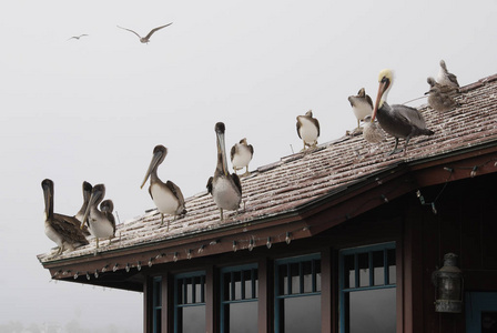 钓鱼码头屋顶上的一群海鸟图片