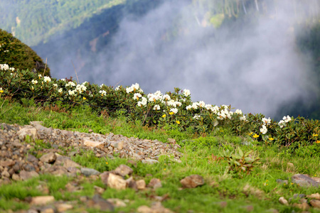 高山中大型开花的杜鹃花照片图片
