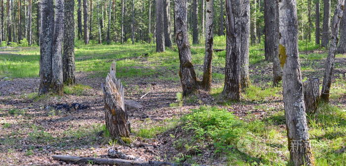 西伯利亚泰加森林夏日