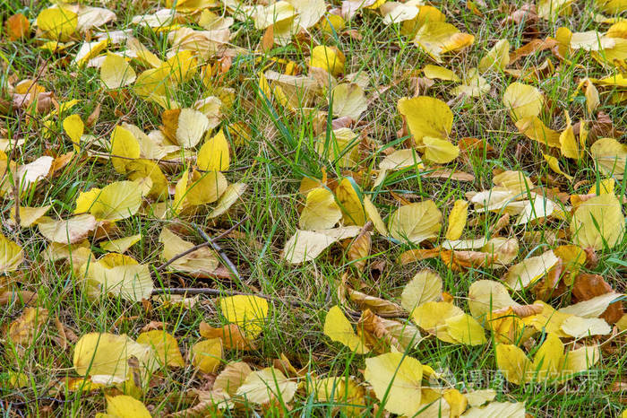 秋叶在深秋的地上,金秋. 一年中的第三季,庄稼和果实聚拢,树叶落下