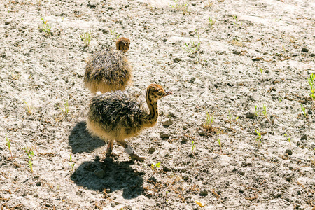 幼仔婴儿图片-幼仔婴儿素材-幼仔婴儿插画-摄图新视界