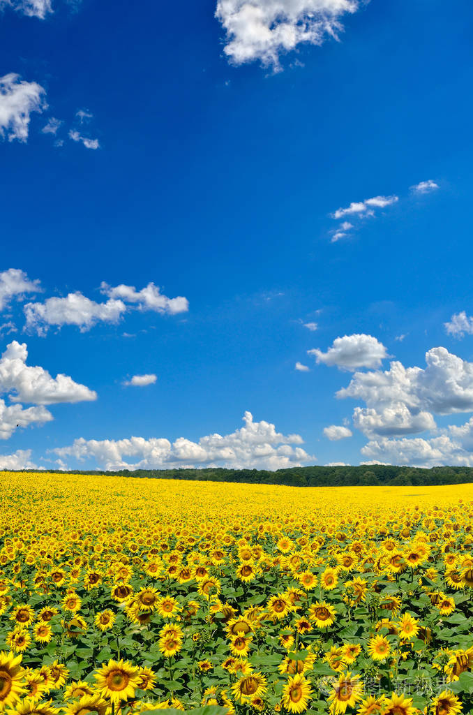 黄色的向日葵对抗蓝天