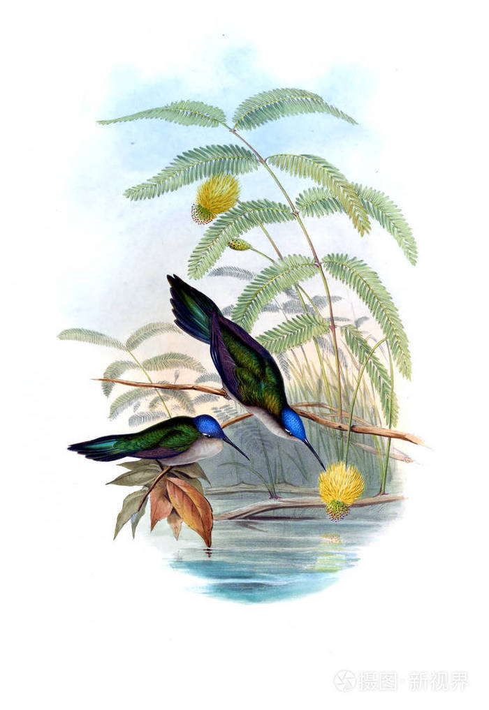 蜂鸟的插图. 旧形象