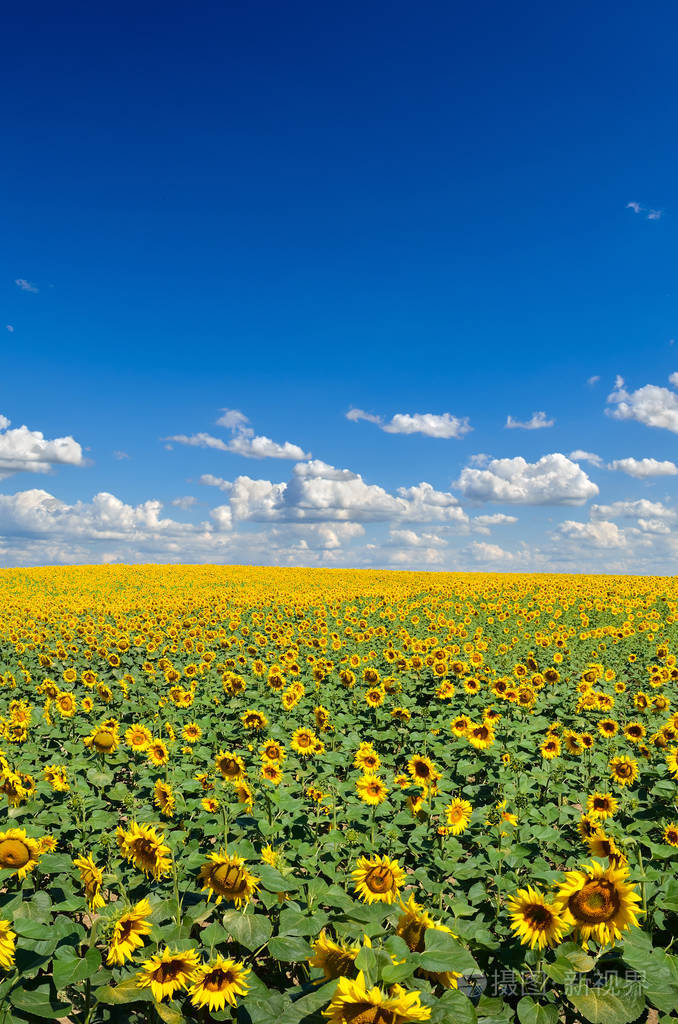 黄色的向日葵对抗蓝天