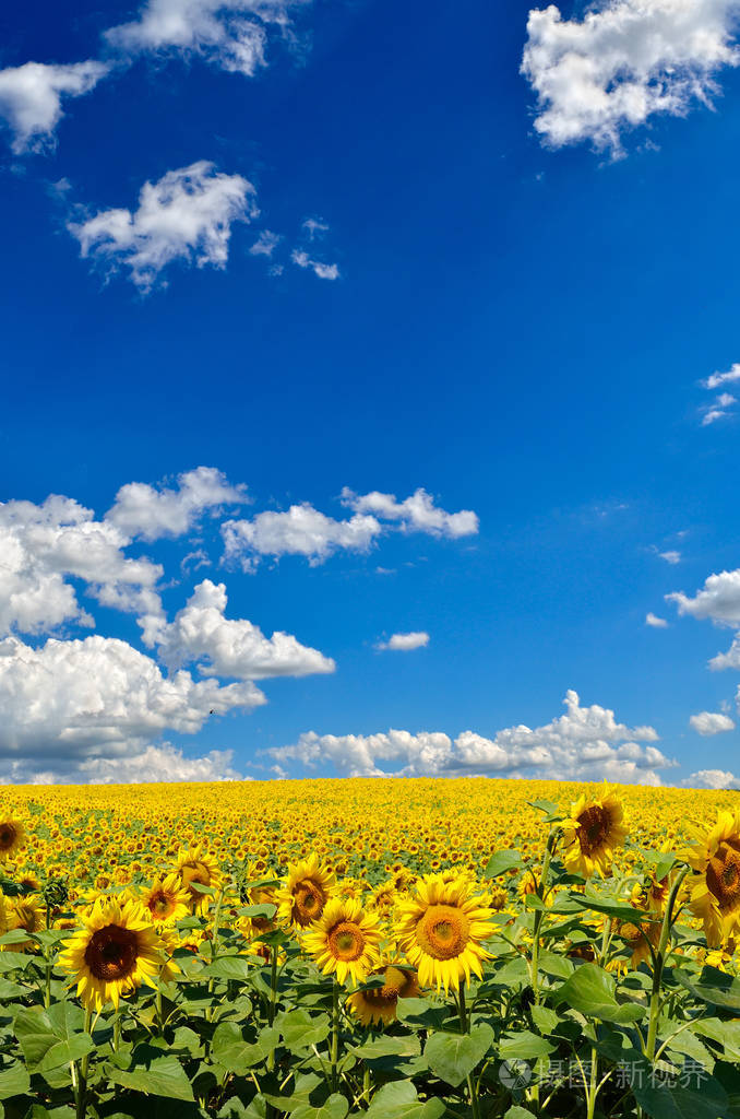 黄色的向日葵对抗蓝天照片-正版商用图片1sbmp9-摄图新视界
