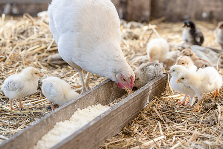 白鸡和小可爱鸡在笼子里照片