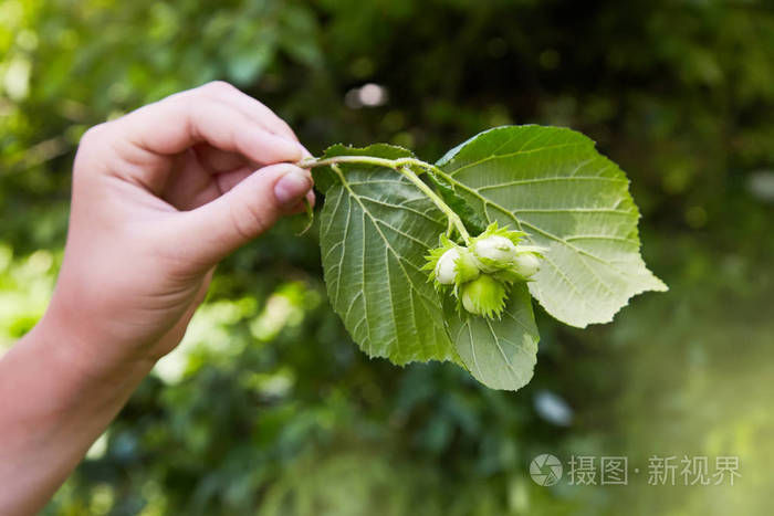 人类的手拿着一根树枝上面有四颗绿色的榛子榛子树filbert未成熟的