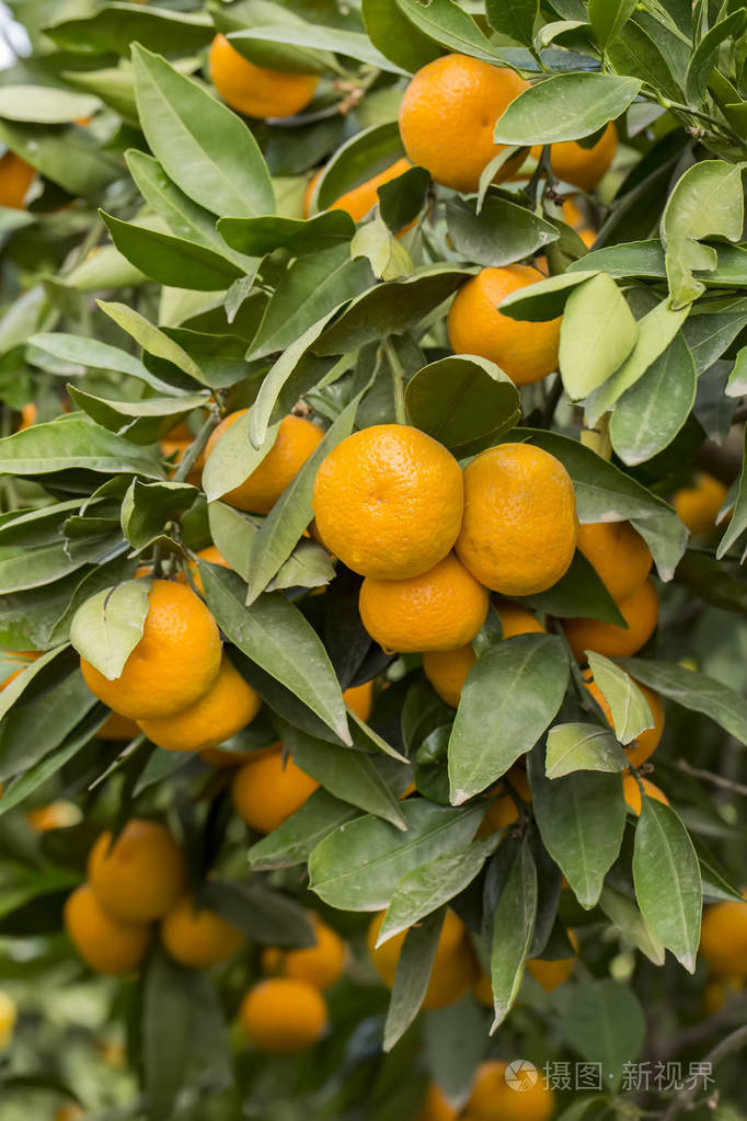 橘子树水果农业