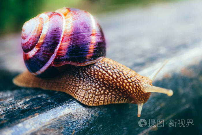一只蜗牛在自然背景宏观视图上大美丽的螺旋与螺旋壳
