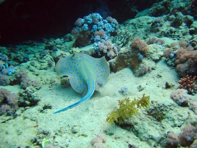 赤海海底世界动植物群珊瑚礁上的大