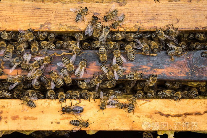 蜜蜂正在注意蜂后幼虫的发育