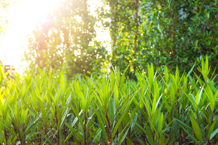 春天和绿色的自然背景与绿色的植物树在花园与美丽的日出在清新的早晨