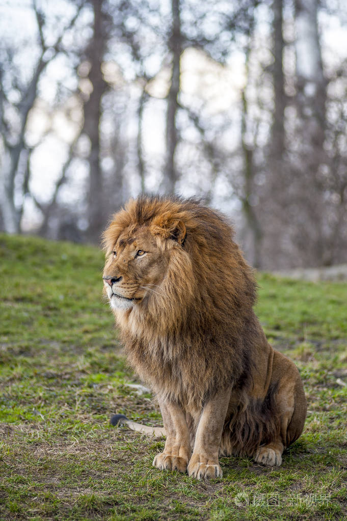 华沙动物园的野生动物狮子