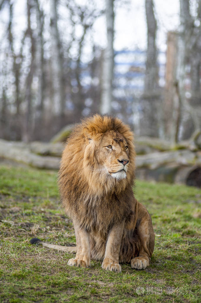 华沙动物园的野生动物狮子