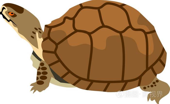 海龟爬行动物矢量插图