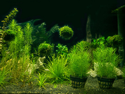 鱼缸里有各种水生植物图片