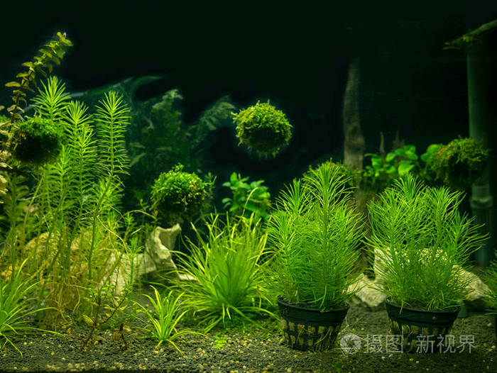 鱼缸里有各种水生植物照片 正版商用图片1scgn3 摄图新视界 鱼缸里有各种水生植物照片 正版商用图片1scgn3 摄图新视界