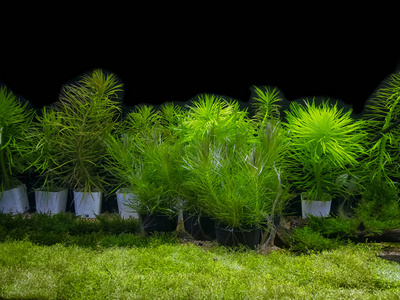 鱼缸里有各种水生植物图片