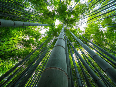 日本森林中的高大竹树照片