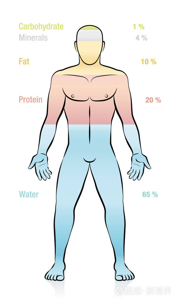 说明人体的基本组成部分.