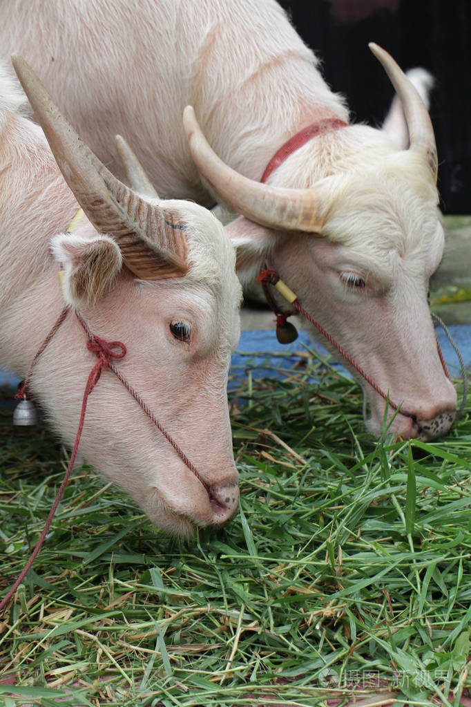 在农场里,两只白水牛在农场里吃绿色的玻璃,平静的公牛,有角的野生