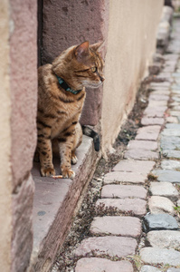 猫在鹅卵石街道上向远处看图片