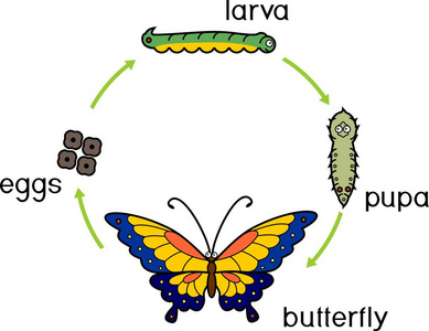 常见的四个环蝴蝶图片-常见的四个环蝴蝶素材-常见的四个环蝴蝶插画