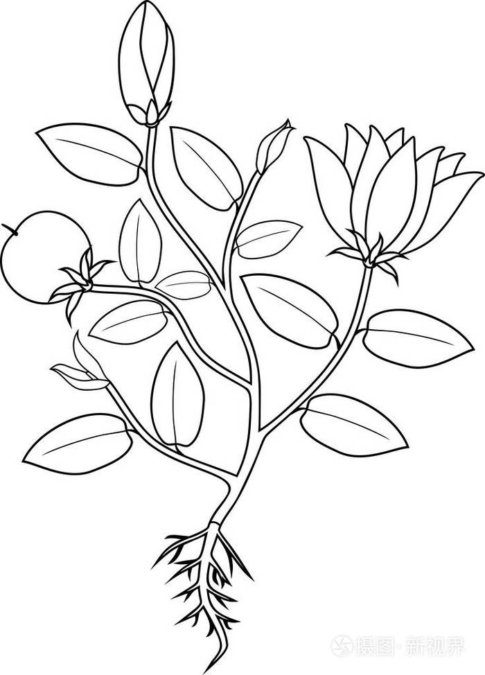 着色页 有花的植物 有果实和根系插画 正版商用图片1scpvs 摄图新视界 着色页 有花的植物 有果实和根系插画 正版商用图片1scpvs 摄图新视界