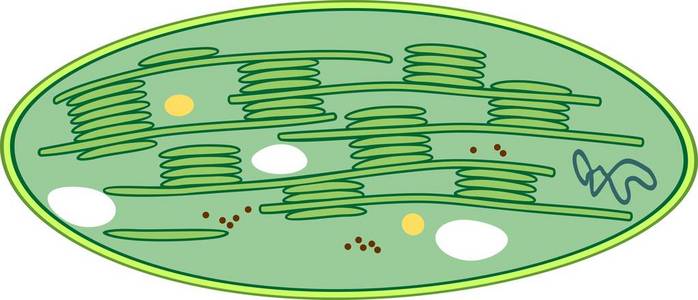 叶绿体平面图图片