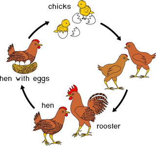小鸡的生长过程连环画图片