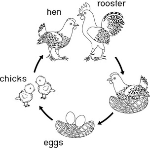 小鸟的孵化过程全图图片