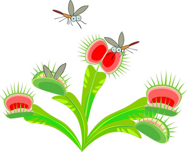 矢量绘画关于维纳斯捕蝇器或捕蝇草属麝香草属和敞开的一捕蝇草和飞