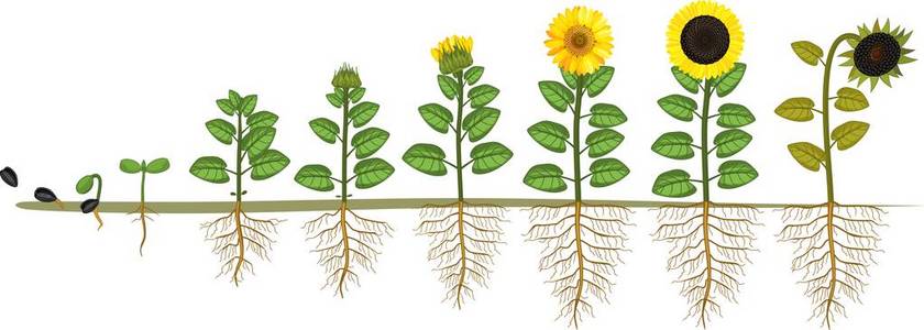 根系植物从种子到开花结果的生长阶段照片