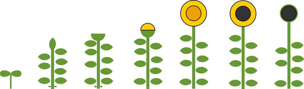 种子到开花结果植物的生长阶段照片